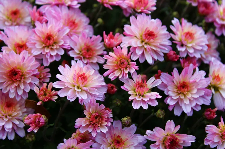 chrysanthème fleurs planter en novembre en jardiniere arnica arums anémones pot terre automne