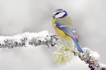 comment attirer les mésanges au balcon nourriture preferee hiver mangeoire nichoir