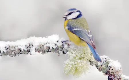 comment attirer les mésanges au balcon nourriture preferee hiver mangeoire nichoir