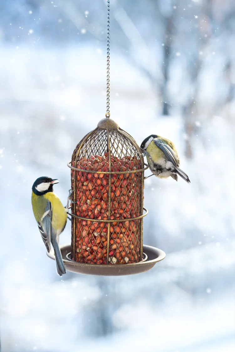 comment attirer les mésanges au balcon nourriture preferee hiver mangeoire nichoir oiseaux graines