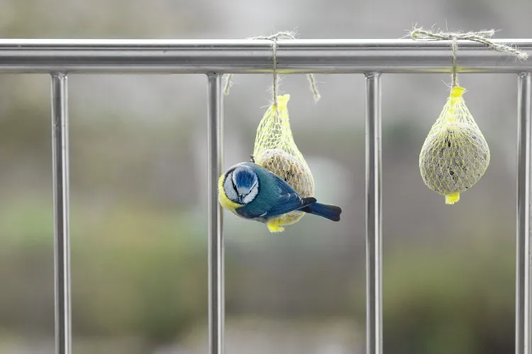 comment attirer les oiseaux sur le balcon nourriture preferée mésange bleue rouge gorge jardin terrasse