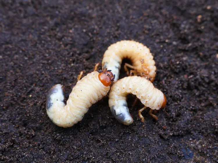 comment éviter lapparition des vers dans le compost gros blancs terre hanneton cetoine doree