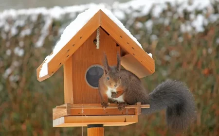 comment fabriquer un nid d'écureuil soi même à partir de palettes de bois