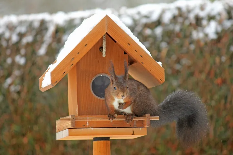 comment fabriquer un nid d'écureuil soi même à partir de palettes de bois