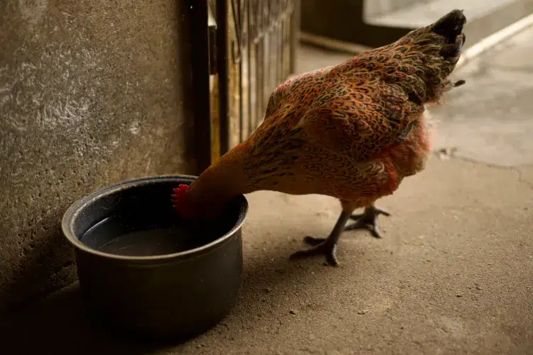 comment faire pour que l'eau des poules ne gèle pas l'hiver