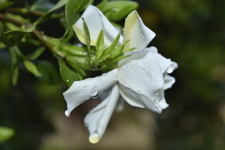 comment hiverner le gardenia protéger craint gel froid feuilles voile couverture pot jasmin