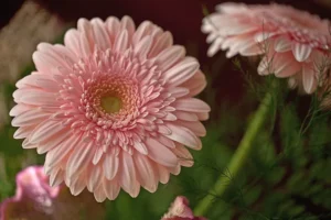 comment planter le gerbera ou arrosage entretien hiver intérieur