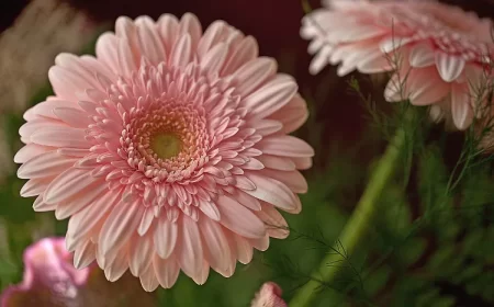 comment planter le gerbera ou arrosage entretien hiver intérieur
