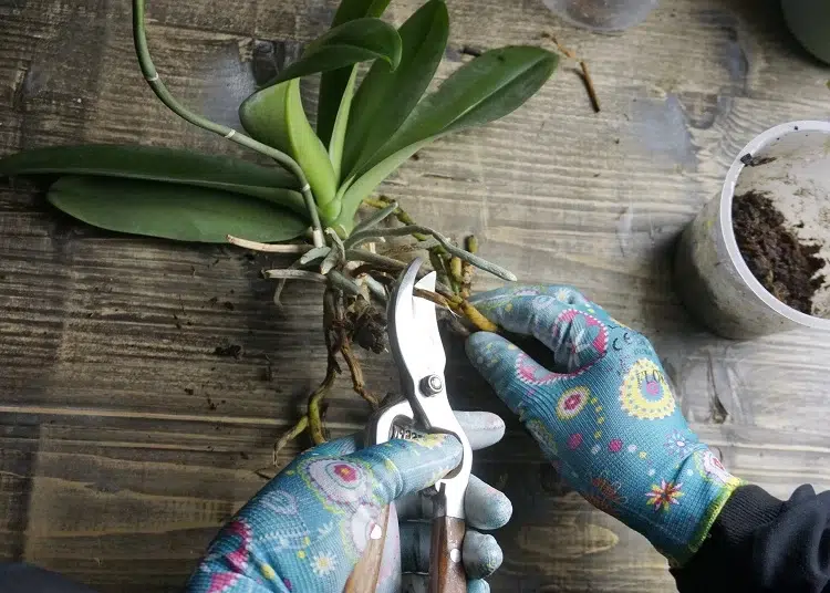comment rempoter une orchidée
