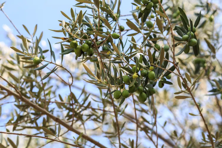 compost paillage pour un olivier feuilles mortes paille cailloux variété plantation