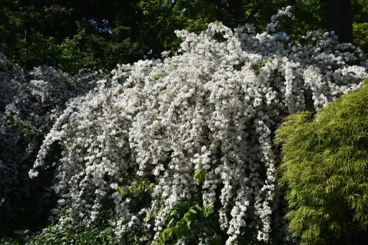 deutzia gracilis arbuste à floraison abondante