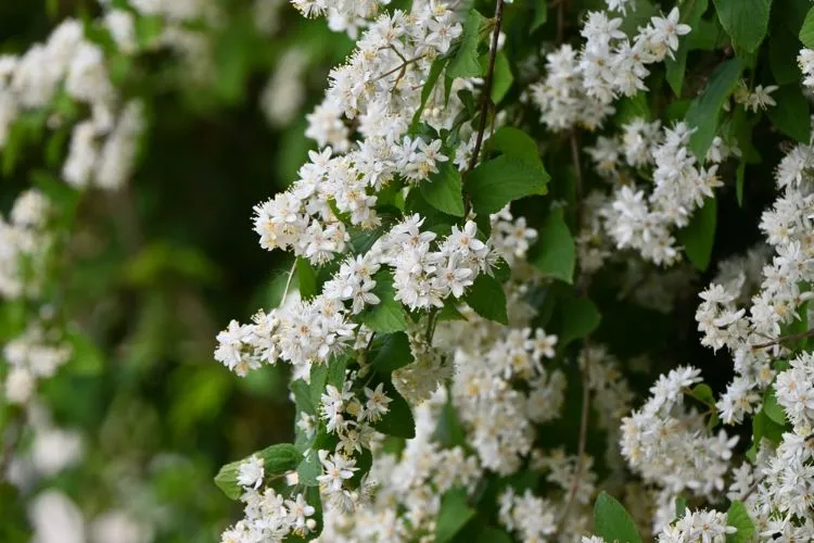 deutzia scabra arbuste asiatique floraison blanche abondante