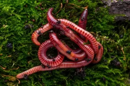 eisenia fetida ver de fumier rouge dans le compost