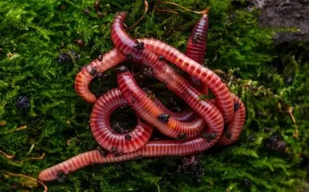 eisenia fetida ver de fumier rouge dans le compost