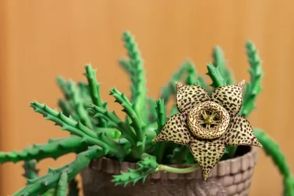 faire fleurir un stapelia soins arrosage culture terreau