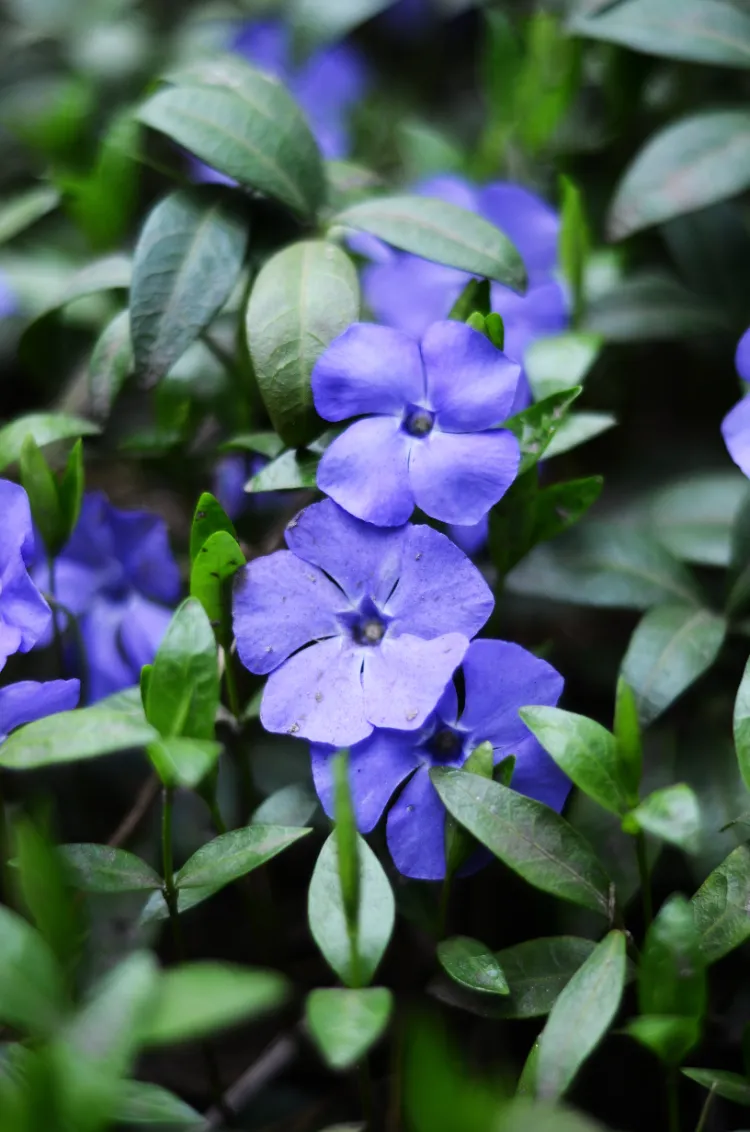 fleur tropicale bleue resistance froid hivergel