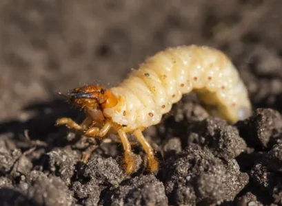 hanneton larve éviter lapparition des vers dans le compost gros blancs terre cétoine dorée