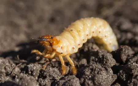 hanneton larve éviter lapparition des vers dans le compost gros blancs terre cétoine dorée