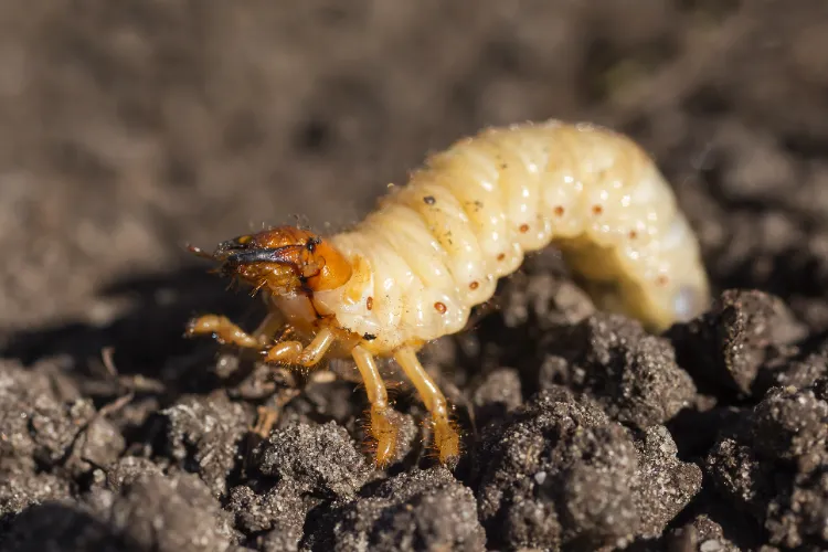 hanneton larve éviter lapparition des vers dans le compost gros blancs terre cétoine dorée