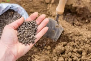 le fumier de poule est il bon pour le potager
