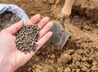 le fumier de poule est il bon pour le potager