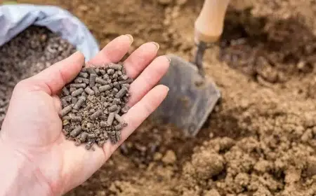 le fumier de poule est il bon pour le potager