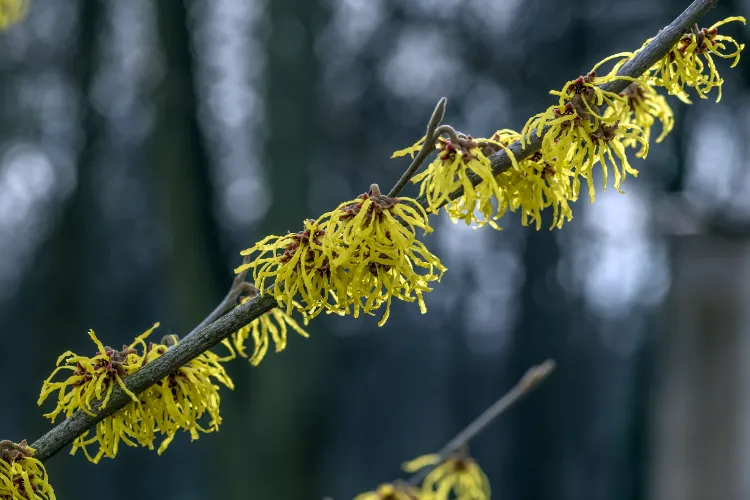 maladies tailler un forsythia jaune en automne floraison printemps novembre