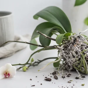 moisissure blanche à la base d'une orchidée entretien