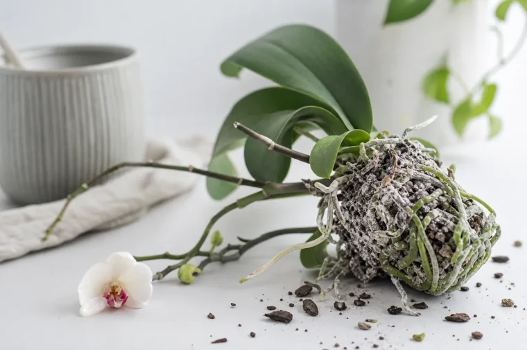 moisissure blanche à la base d'une orchidée entretien