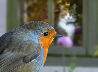 oiseau qui tape contre la fenêtre