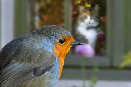 oiseau qui tape contre la fenêtre