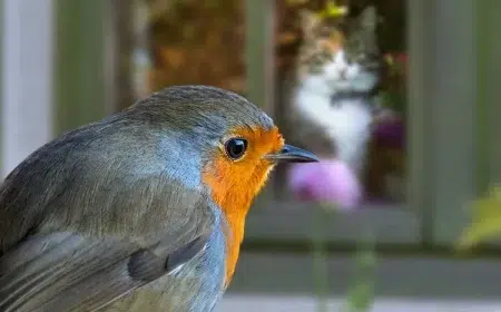 oiseau qui tape contre la fenêtre