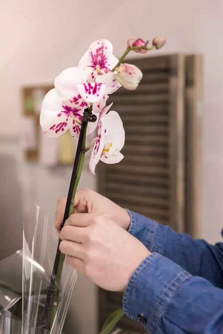 orchidée entretien hiver