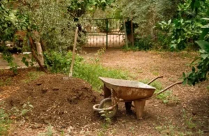 paillage pour un olivier feuilles mortes paille cailloux