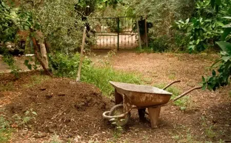 paillage pour un olivier feuilles mortes paille cailloux