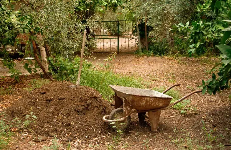 paillage pour un olivier feuilles mortes paille cailloux