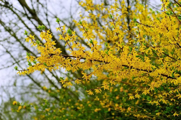 peut on tailler un forsythia jaune en automne floraison printemps novembre entretien arbuste jardin