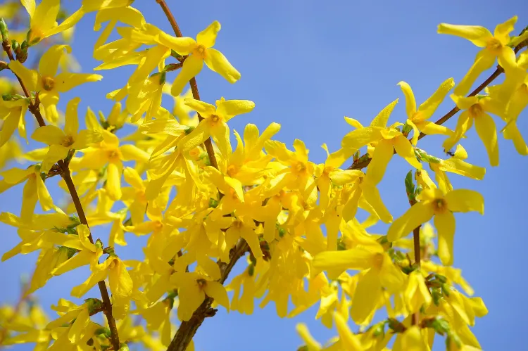 peut on tailler un forsythia jaune en automne floraison printemps novembre entretien