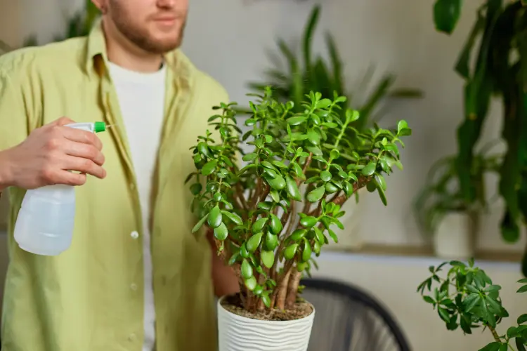 plante de jade perd ses branches pourquoi que faire arrosage excessif 