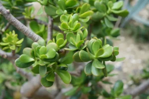 plante de jade perd ses branches pourquoi que faire wirestock envato