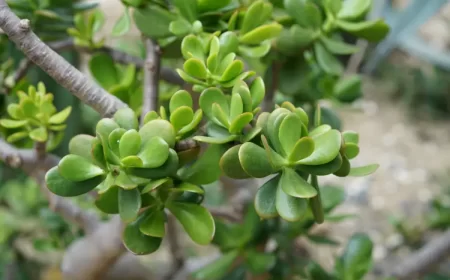 plante de jade perd ses branches pourquoi que faire wirestock envato