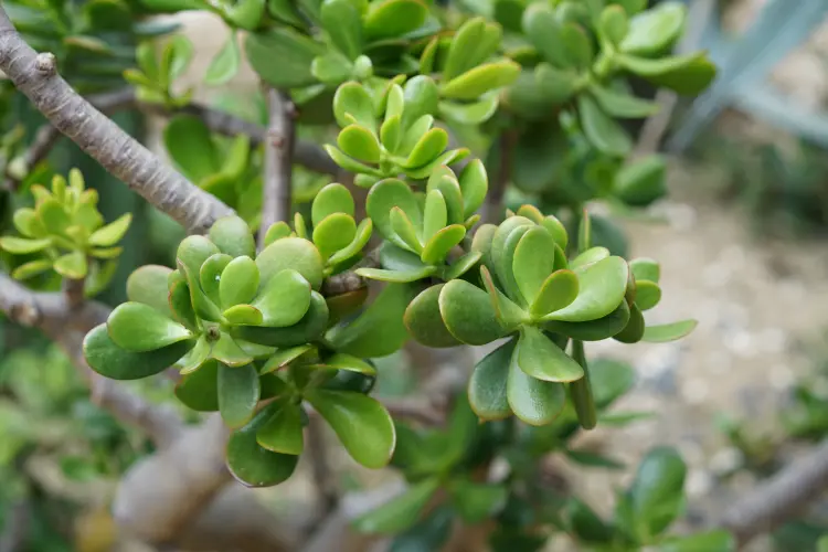 plante de jade perd ses branches pourquoi que faire 
