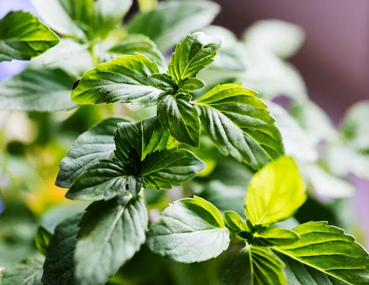 plante odorante menthe en pot