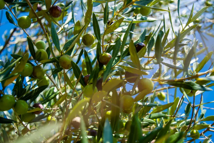planter engrais paillage pour un olivier plantes sec feuilles mortes paille cailloux