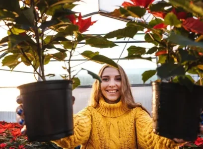 poinsettia en pot entretien