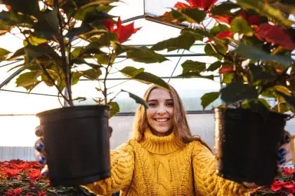 poinsettia en pot entretien