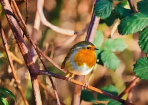 pourquoi le rouge gorge ne vient plus