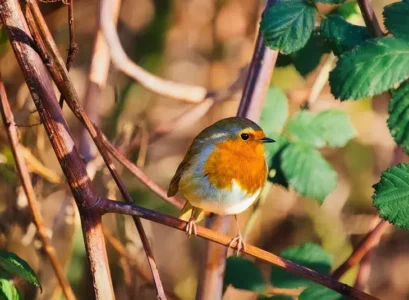 pourquoi le rouge gorge ne vient plus