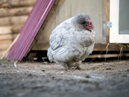 pourquoi les poules ne mangent pas