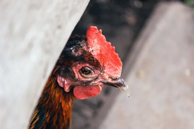 pourquoi les poules ne mangent pas voici la raison pour la perte d'apétit